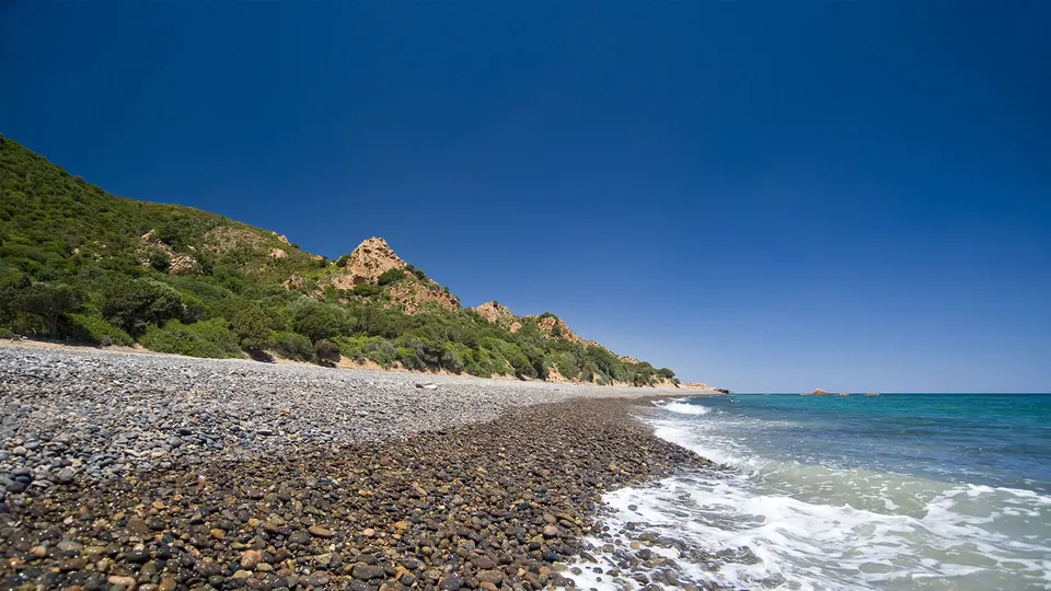 Coccorrocci